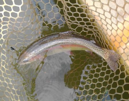 大安トラウトレイク 釣果